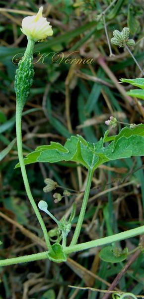  Female Flower with bract